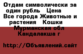 Отдам символически за один рубль › Цена ­ 1 - Все города Животные и растения » Кошки   . Мурманская обл.,Кандалакша г.